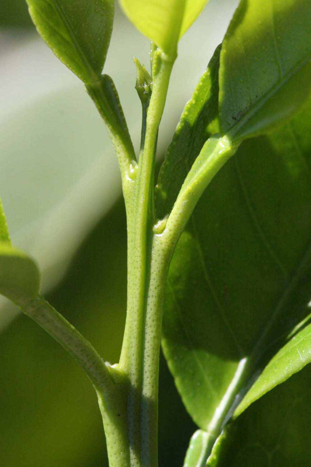            First year twig (Riverside, CA)   